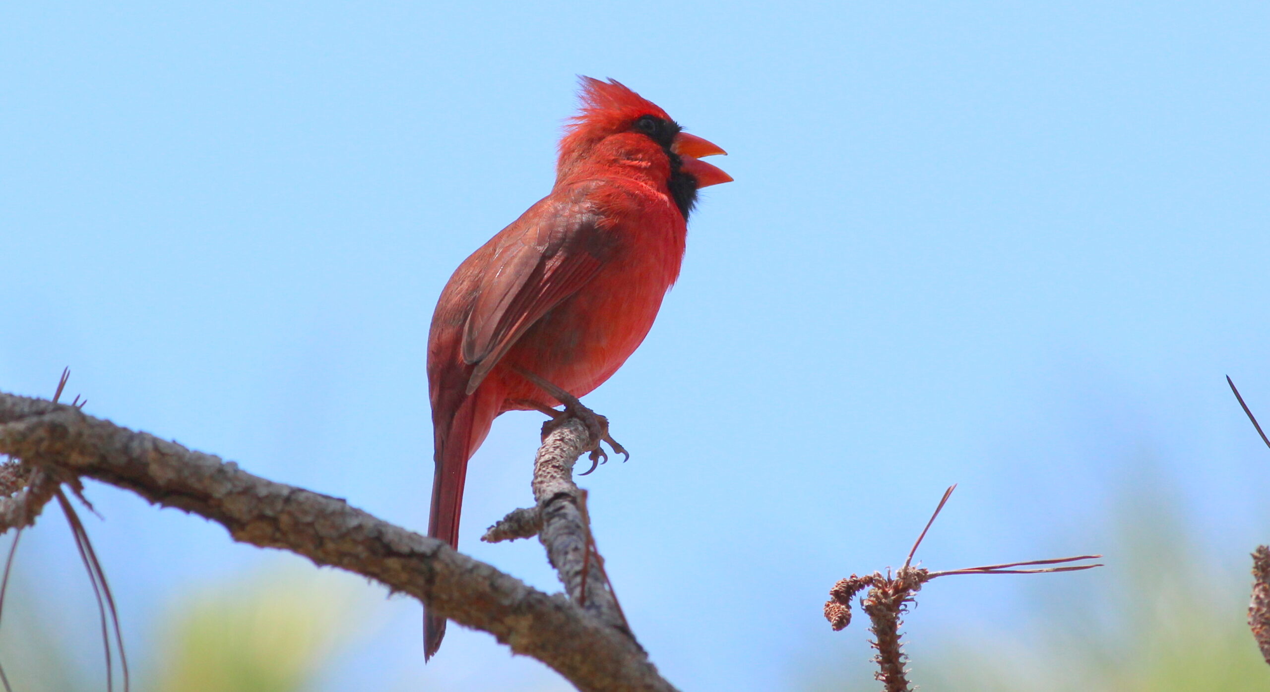 60-Second Astro News: Light Pollution, Birds, and Zambuto Mirrors