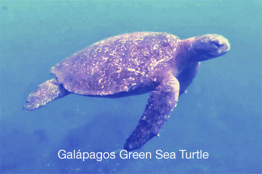 Galapagos sea life