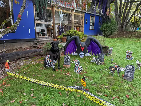 Pet Cemetery