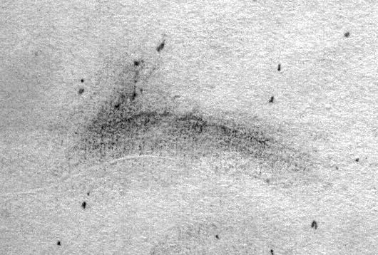 Messier 17 Sketch Howard Banich
