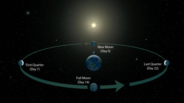 Moon phases in perspective