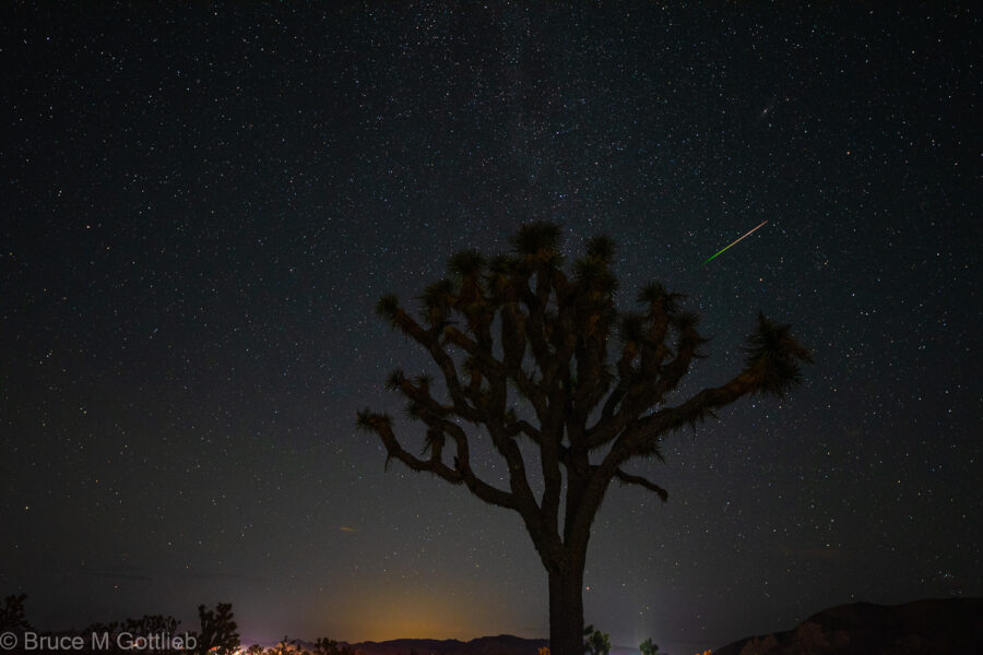 Perseid meteor in a dark sky over a Joshua tree silhouette