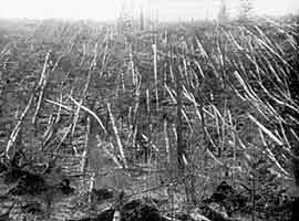 Fallen trees near the Tunguska River in Siberia
