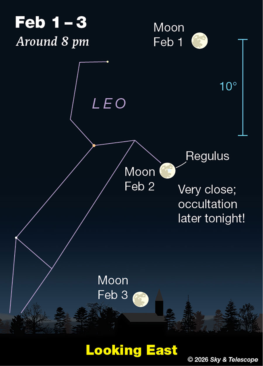 Moon crossing Leo and Regulus, Feb. 1-3, 2026. The Moon occults Regulus on the evening of Feb. 2 for North America.