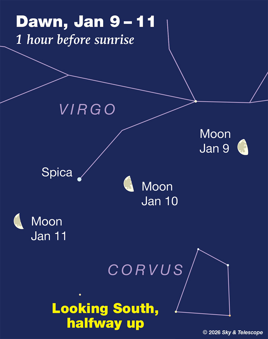 Last-quarter Moon passing Spica at dawn, Jan. 10-11. 2026