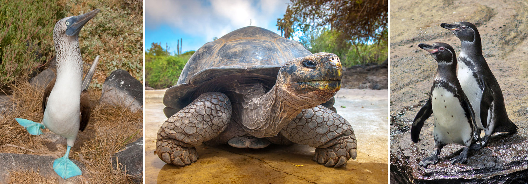 Galapagos wildlife trio