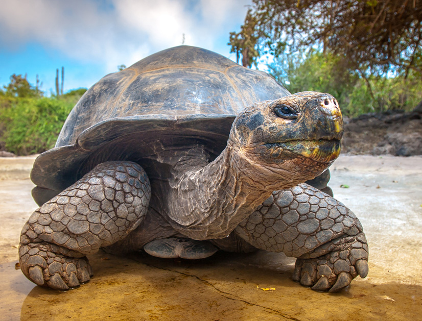 Galapagos tortoise on Santa Cruz