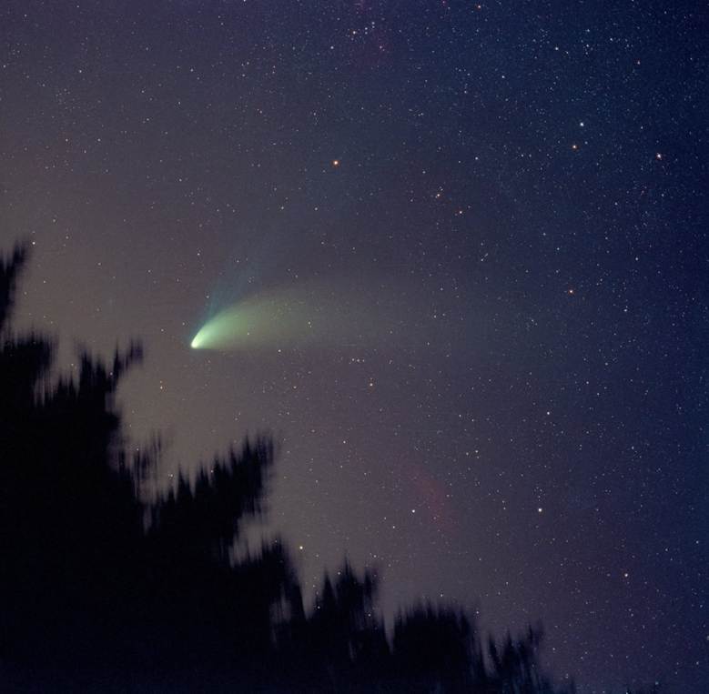 Comet Hale-Bopp sports a wide dust tail and a long blue ion tail as it soars above the tree line.