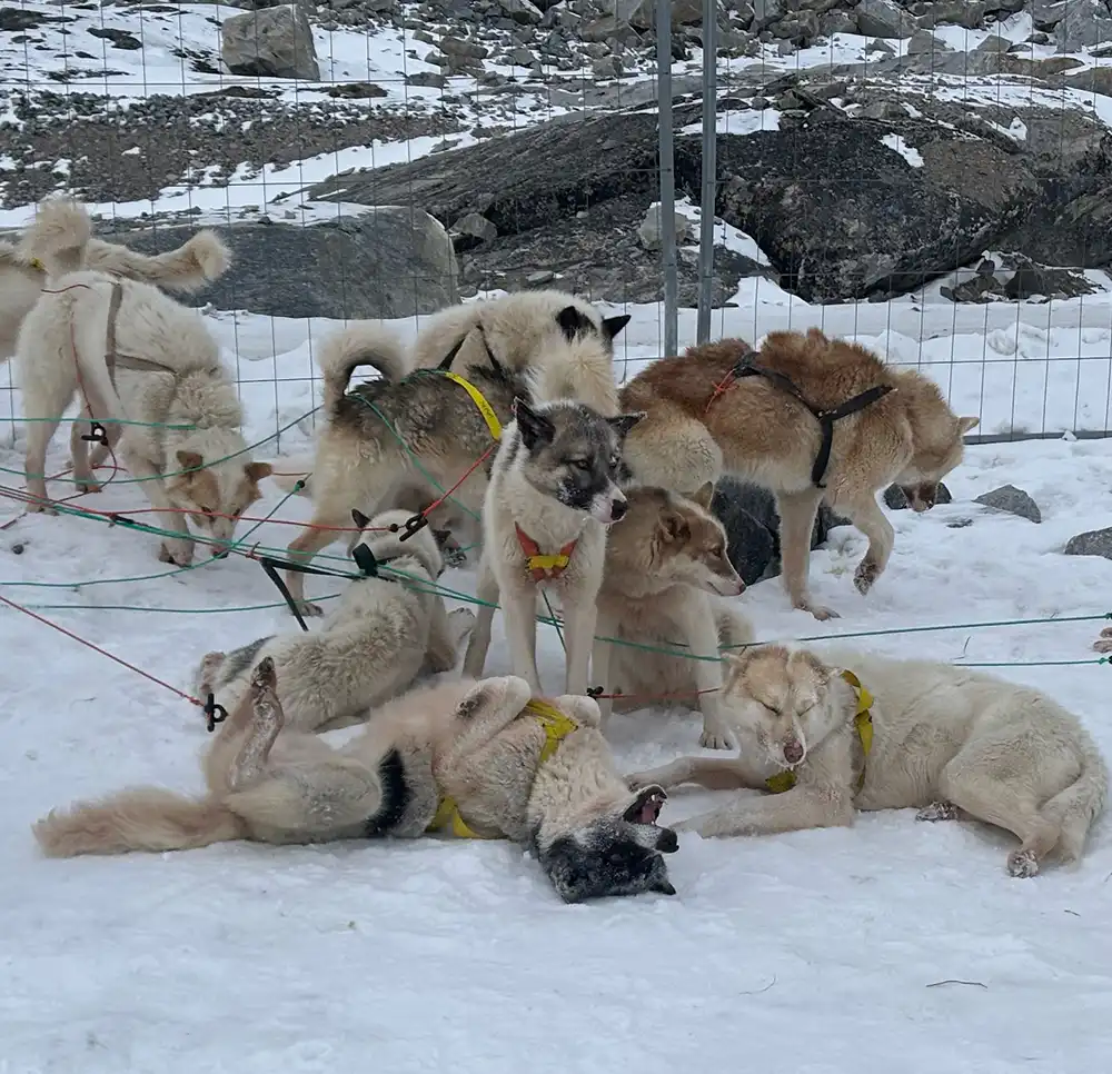 Nine dogs are visible in the picture, with harnesses and lines. Snow covers the ground. The dog at center is beige-white with a dark face and a dark spot on his back and is rolling on his back on the ground.