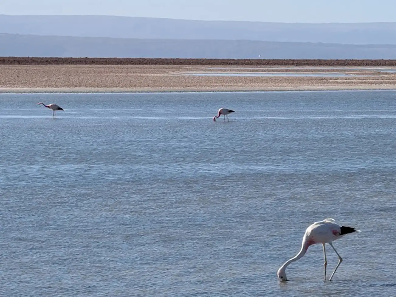 Flamingos!